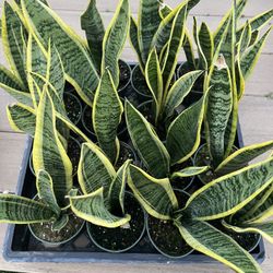 Snake Plants , live Plant in a 4" nursery pot. ✔️ profile for more 🪴$8 ea