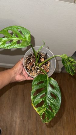 Variegated Mint Monstera Adansonii