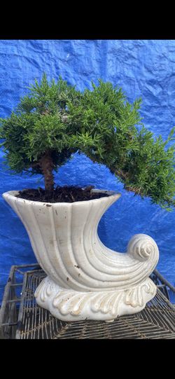 Bonsai Plants For Sale $50 Each