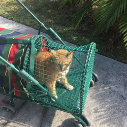 Adorable Pet Stroller For Small Dog Or Cat  Up To 28lbs