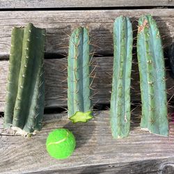 Cactus Collector Starter Pack