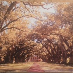 Oak Alley Plantation Canvas Print 