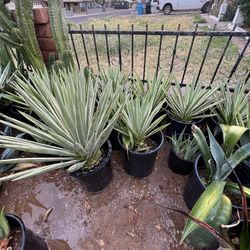 Agaves $50 Each 