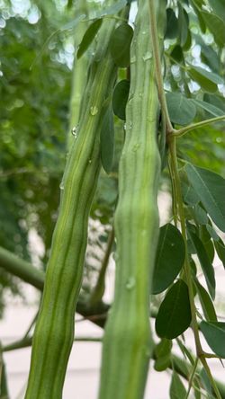 4 Moringa Drumstick Pods For Only $3 | Organic Malunggay – For Sale In San Antonio, Texas