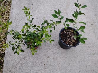 Plantas de Chile __naranja$8 cada una