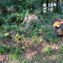 Stump Grinding 