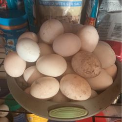 Fresh Duck Eggs