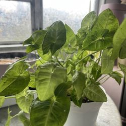 syngonium ( Arrow Head Plant)