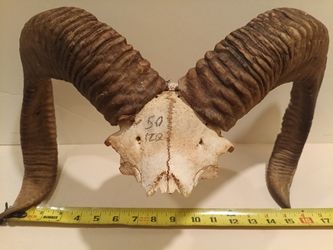 European Mouflon Ram Horns