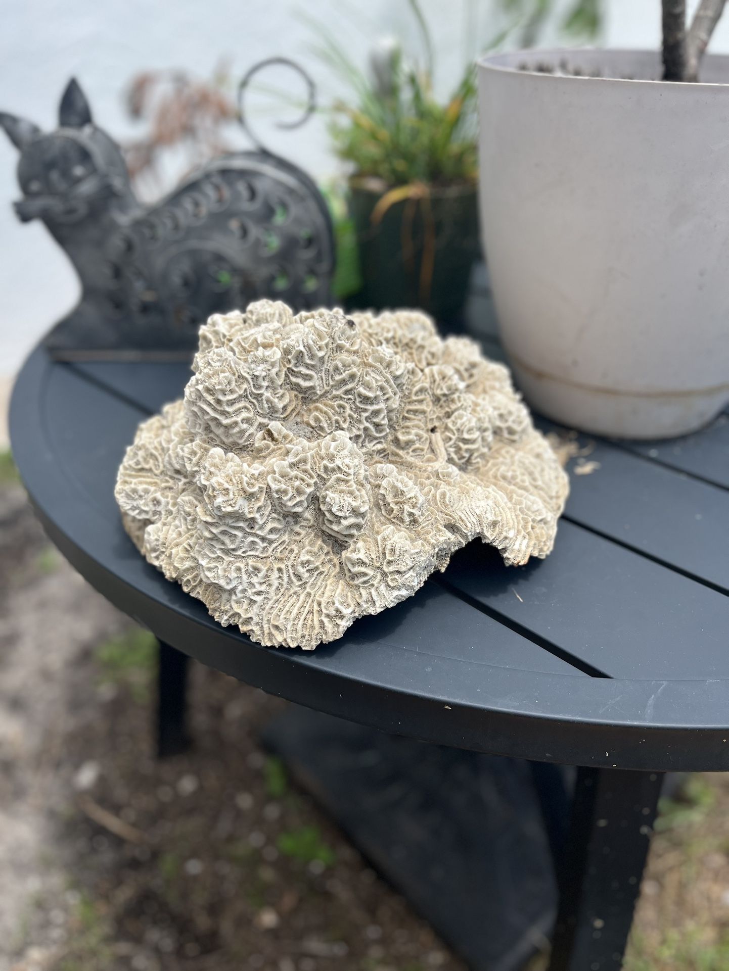 Coral 