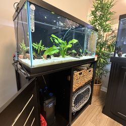 40 Gallon Breeder Set Up For Sale 