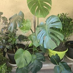 Costilla De Cristo Plant Swiss Cheese Plant