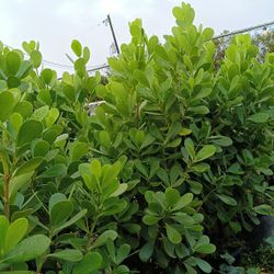 Clusia Privacy Hedge Plants 15gl 5ft 💚🏡$40