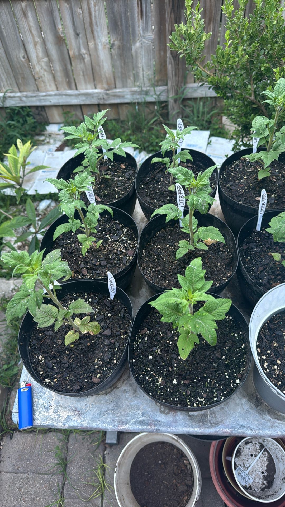 PURPLE BASIL AND LITTLE RED CORVETTE TOMATO POTTED PLANTS