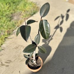 Burgundy Red Rubber fig Tree