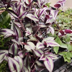 Purple Inch Plant Houseplant