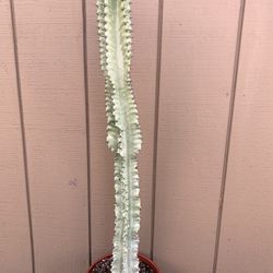 Euphorbia Ammak Variegated Item3