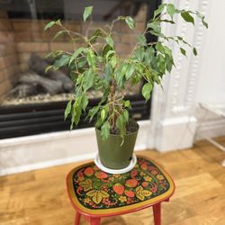 Ficus Benjamina, commonly known as a Weeping Fig. It has been shown to effectively remove indoor air pollutants. * It is a popular evergreen houseplan