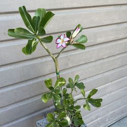 6” desert rose tall