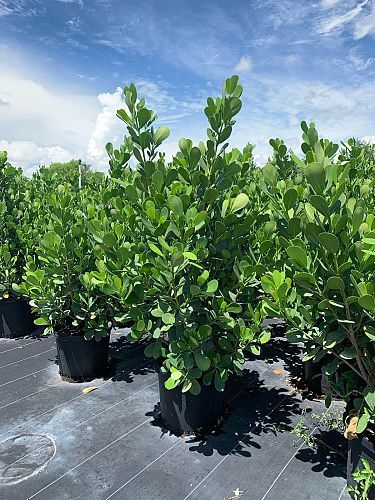 Clusia Plant