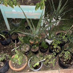 Miscellaneous Different Plants For Sale Aloe Vera Nursery