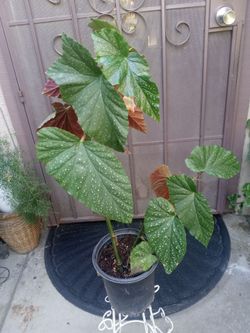 planta de ala de angel