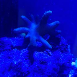 Finger Leather Coral