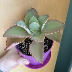 Mother of Thousands Houseplants