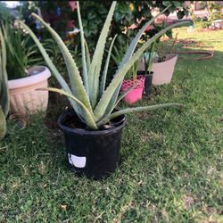 Aloe Vera