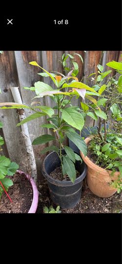Live 3-ft Avocado Tree in 15-gallon pot