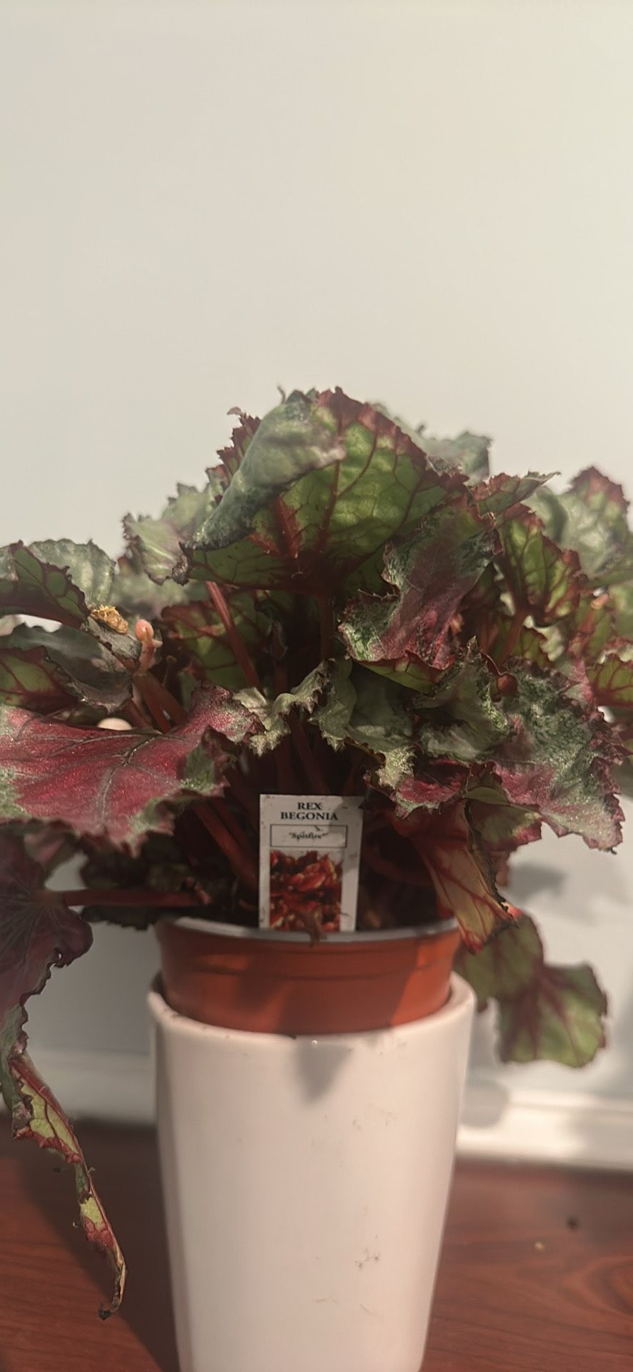 Begonia Rex (Spitfire)