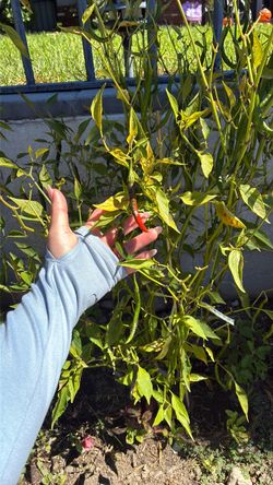 Thai chilies