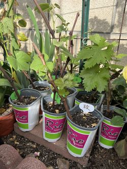 Rose Muscat Grapes(roses Taste Grape) and Kyoho Grapevine
