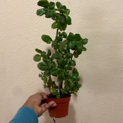 Orange Color Flower Will Blooms 4” Rooted Potted