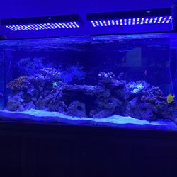 Fish Tank Lights Only