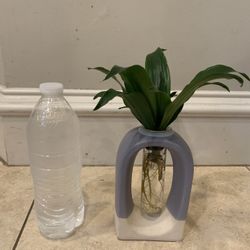 Dracaena In Water Plants