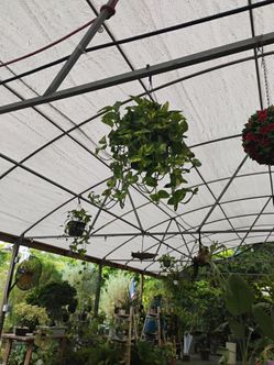 Pothos baskets $15