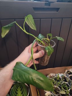 White Princess Philodendron Unrooted Cuttings