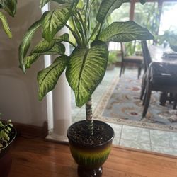 House Plant