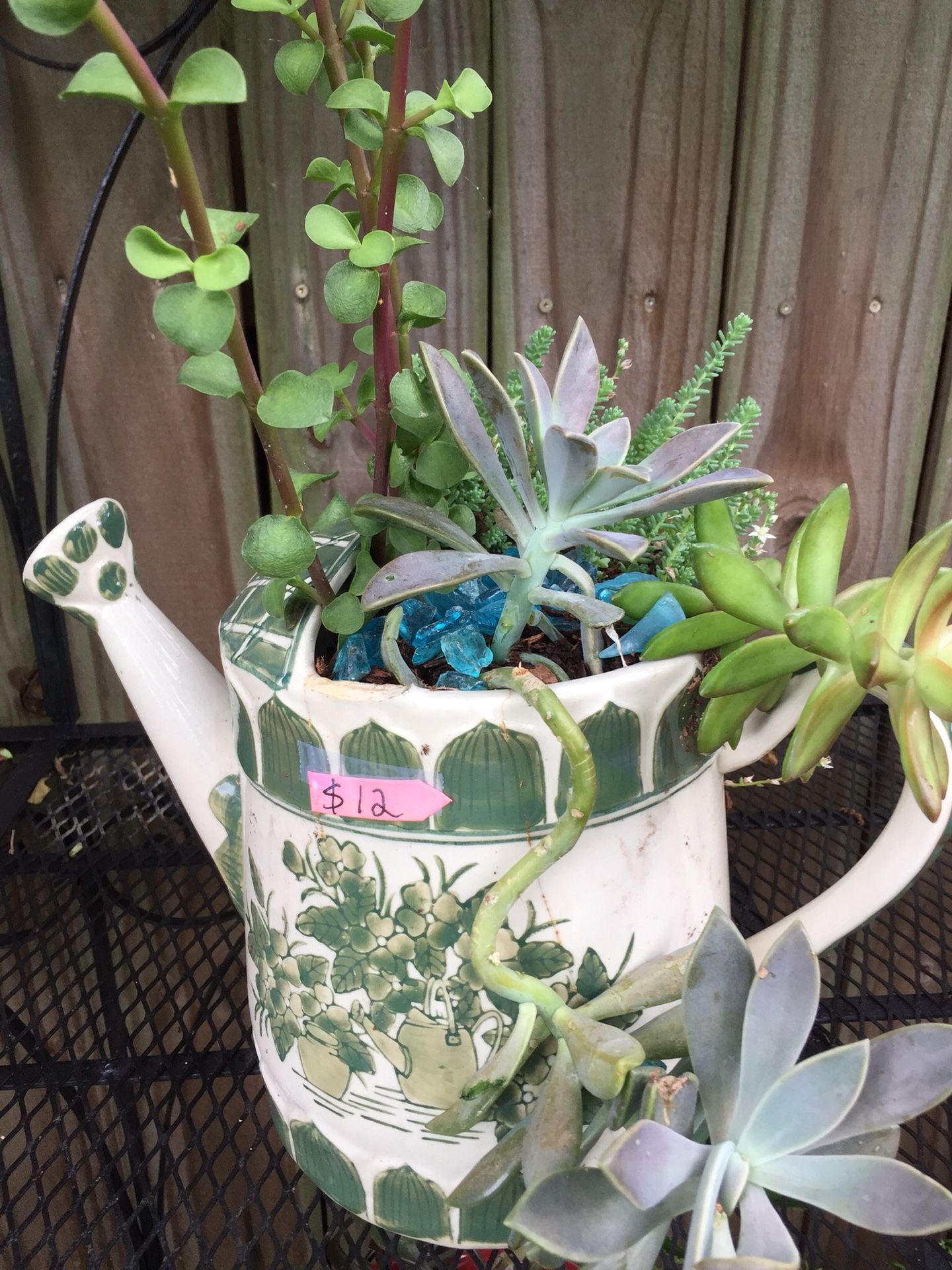 Succulent variety, decorative pot
