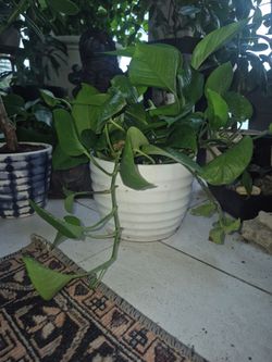 Jade Pothos in ceramic pot