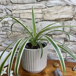 Spider House Plant In 4"1/4 H Textured Ceramic Pot.