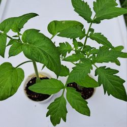 HEIRLOOM VEGETABLE & TOMATO PLANTS, NON-GMO
