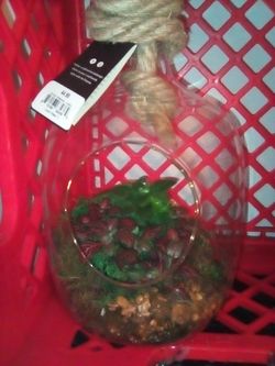 Living trends plants and orchids