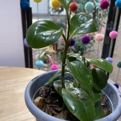 Decorative Plant.🪴 