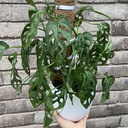 Monstera Adansonii Plant 