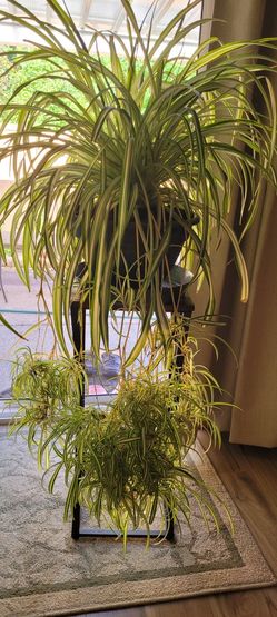 Giant Beautiful Spider Plant