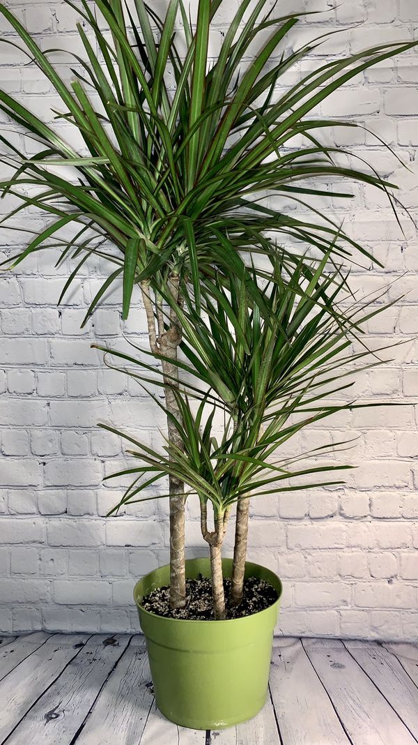 Dracena floor plant Idea