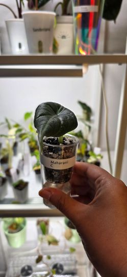 🍃 Alocasia Maharani C 🍃