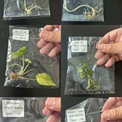 Tropical Plant Tissue Cultures 